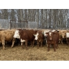 Image 5 : Ron Billings - 1050# March Delivery Heifers - 56 Head (Sundre, AB)