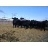 Image 4 : C & D Sewall - 6 Black Cows (Pen 431 - 433)