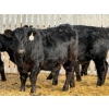 Image 12 : Leon Torkelson - 30 Black Replacement Heifers (Millicent, AB)
