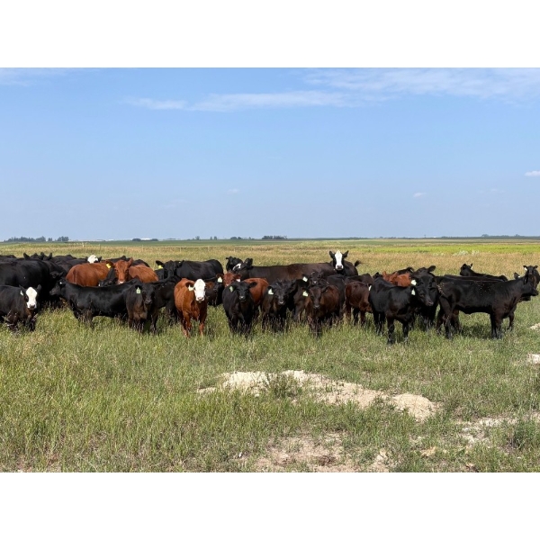 Rocky Lake Ranch Ltd. - 600# November Delivery Heifer Calves - 55 Head (Bethune, SK)