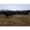 Image 6 : Amber Mountain Farms - 850# March Delivery Heifers - 200 Head (Fincastle, AB)