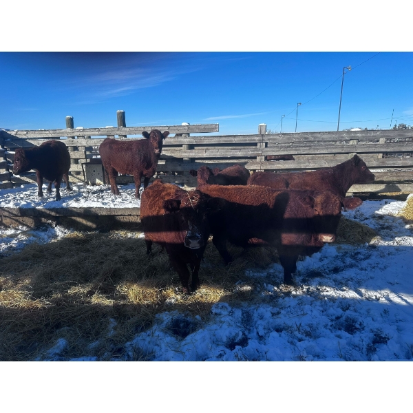 Crooked Creek Ranch - 6 Second Calvers (Pen 502)