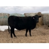 Image 2 : C & L Livestock - 29 Black 3rd Calf 3-Way Pairs (Edam, SK) VBP+