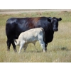 Image 15 : GW Murray Ranches - 675# November Delivery Steer Calves - 90 Head (Rolling Hills, AB)