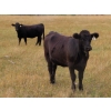 Image 5 : Gate Way Ranch - 1000# November Delivery Grass Heifers - 120 Head (Elkhorn, MB)