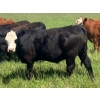 Image 10 : Holmes Cattle Co. - 1050# June/July Delivery Grass Steers - 60 Head (Cayley, AB)