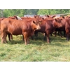 Image 5 : Taylor Enterprises Inc. - 875# September Delivery Grass Heifers - 70 Head (Wawota, SK)