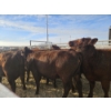 Image 4 : Lazy J Cattle Co. - 10 Red Heifers (Pen 301 - 303) 937# avg