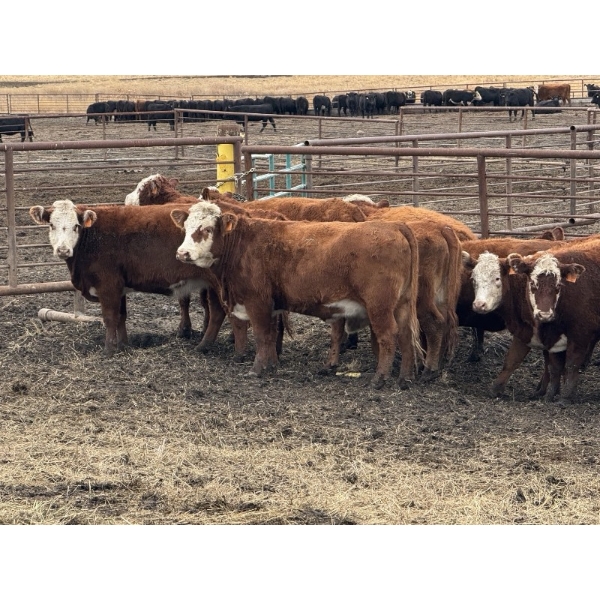 Midpoint Farms - 35 RBF/RWF April/May Calving Bred Heifers (Drayton Valley, AB)