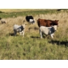 Image 11 : Farming Valley Ranch (Ben Tateson) - 540# November Delivery Heifer Calves - 100 Head (Cereal, AB)