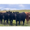 Image 1 : Midpoint Farms - 1000# October Delivery Grass Heifers - 124 Head (Drayton Valley, AB)