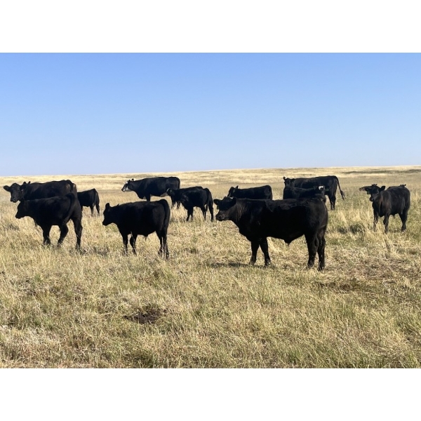 Brad & Sandy Lockhart - 550# October Delivery Steer Calves - 110 Head (Big Stone, AB)