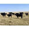 Image 1 : Brad & Sandy Lockhart - 550# October Delivery Steer Calves - 110 Head (Big Stone, AB)