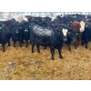 Image 5 : Jay Be Acres Ltd. - 800# February Delivery Steers - 75 Head (Deloraine, MB)