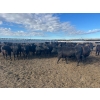 Image 2 : 6U Cattle Company - 875# April/May Delivery Heifers - 144 Head (Manning, AB) 
