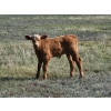 Image 13 : CK Cattle Co. (Scott & Laura Culligan) - 490# October Delivery Steer Calves - 120 Head (Eyre, SK)