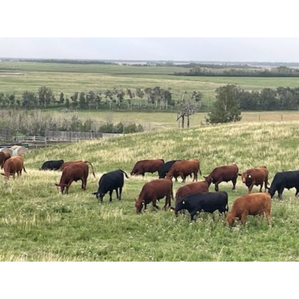 Bar 3 Ranches Ltd. - 1070# September Grass Steers - 50 Head (Stettler, AB)