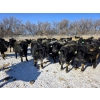 Image 5 : GDS Enterprises Ltd. - 860# February Delivery Steers - 128 Head (Burstall, SK)
