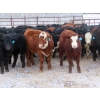 Image 3 : Bezan Cattle Corporation - 720# Feb/March Weaned Steers - 80 Head (Midale, SK)
