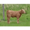 Image 9 : 6 S Feeders Inc. - 550# November Delivery Weaned Heifers - 110 Head (Moosomin, SK)