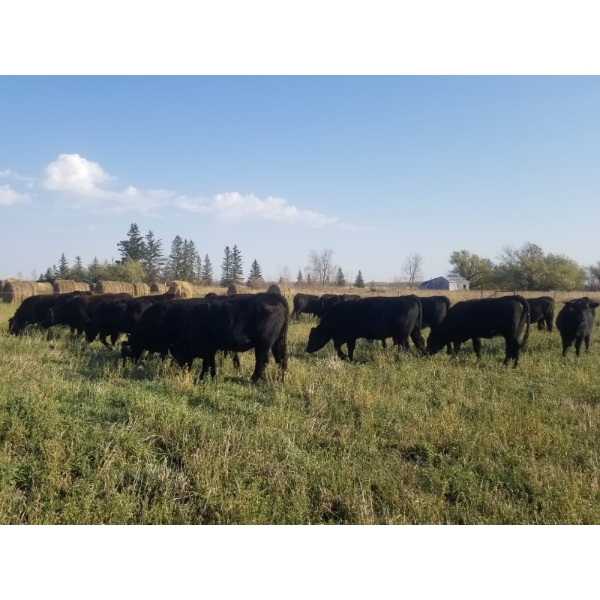 7L Ranch - 1005# Oct/Nov Grass Heifers - 60 Head (Lakeland, MB) VBP+