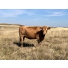 Image 4 : Sharp Hills Ranch Ltd. - 1020# October Delivery Grass Heifers - 500 Head (Sedalia, AB)