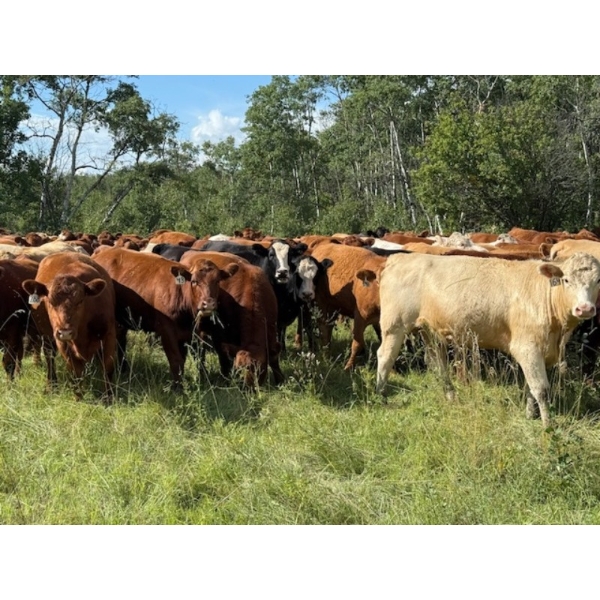 Sheldon Reimer - 900# September Delivery Grass Heifers - 136 Head (Cromer, MB)