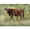 Image 6 : Evans Family (Gary, Carla & Keith) - 630# November Delivery Steer Calves - 95 Head (Bassano, AB)