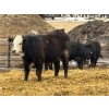 Image 2 : Brandt Boys Inc. - 1000# June Delivery Steers - 62 Head (Tolstoi, MB)