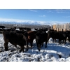 Image 7 : Antelope Butte Ranch - 769# March Delivery Steers - 75 Head (Lundbreck, AB) VBP+