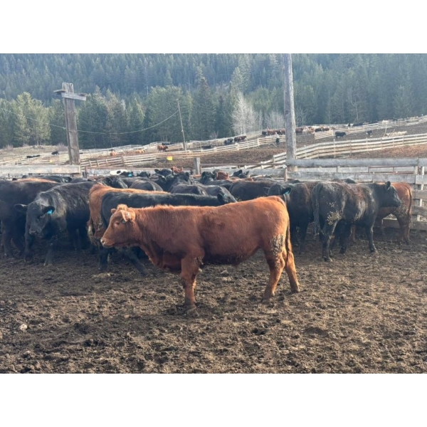 Devick’s Ranch - 890# April Delivery Steers - 117 Head (Kamloops, BC)