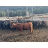 Image 1 : Devick’s Ranch - 890# April Delivery Steers - 117 Head (Kamloops, BC)
