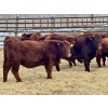 Image 1 : Meyer Cattle Inc. - 580# December Delivery Weaned Heifers - 50 Head (Lethbridge, AB)