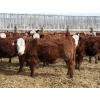 Image 2 : A&A Farms - 25 RNK Replacement Heifers (Coaldale, AB)