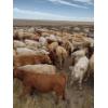 Image 8 : Johnson's Hwy 36 Farm - 650# October Delivery Steer Calves - 100 Head (Vauxhall, AB) 