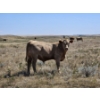 Image 17 : Johnston Ranches - 690# October Delivery Steer Calves - 80 Head (Cereal, AB)