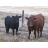 Image 18 : Darcy, Colton & Blake Reinhardt - 675# October Delivery Steer Calves - 90 Head (Nightingale, AB)