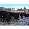 Image 3 : Four Harts Cattle Co. - 910# March Delivery Steers - 65 Head (Vermilion, AB)