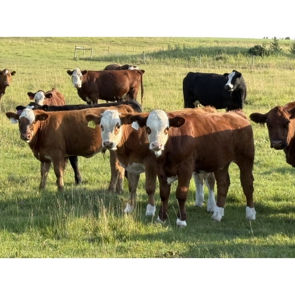 Kelly & Ron Cottrell - 650# October Delivery Steer Calves - 85 Head (Sundre, AB)