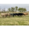 Image 9 : Kings Corner Farms - 840# October Delivery Grass Heifers - 75 Head (Corning, SK)