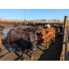 Image 5 : Justin Unrau - 1025# September Delivery Heifers - 176 Head (MacGregor, MB)