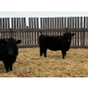 Image 6 : Francis Dyck - 630# February Delivery Heifers - 73 Head (Swift Current, SK)