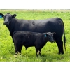 Image 8 : 9X Enterprises - 560# October Delivery Steer Calves - 75 Head (Patricia, AB)