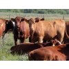 Image 10 : Moose Creek Red Angus Ltd. - 995# October Delivery Grass Heifers - 440 Head (Kisbey, SK)