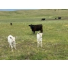 Image 5 : Black Diamond Agro - 490# October Delivery Steer Calves - 115 Head (Fiske, SK)