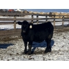 Image 1 : Rock Creek Cattle Co. Ltd. - 670# December Delivery Weaned Steers - 90 Head (Nanton, AB) VBP+