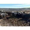 Image 2 : 6U Cattle Company - 1010# June Delivery Steers - 62 Head (Manning, AB) VBP+
