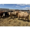Image 3 : Robert Hampton - 920# June Delivery Steers - 68 Head (Picture Butte, AB) *ADDED LOT*
