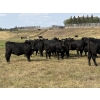 Image 4 : Sturgeon Cattle Co. - 1000# September Delivery Grass Heifers - 61 Head (Sundre, AB)