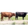 Image 5 : Right Cross Ranch - 1150# August Delivery Young Open Cows - 22 Head (Gapview, SK)